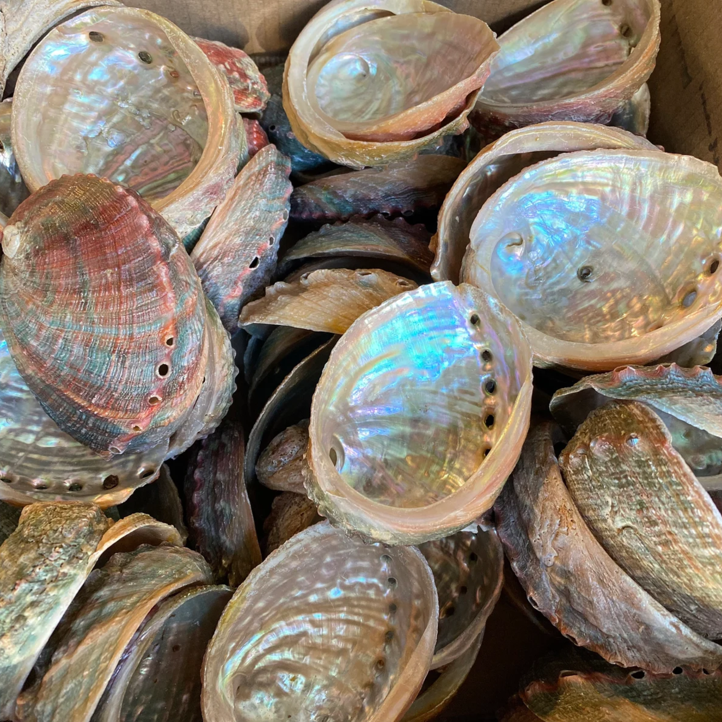 Abalone Shell Dish | Smudging Healing Ritual